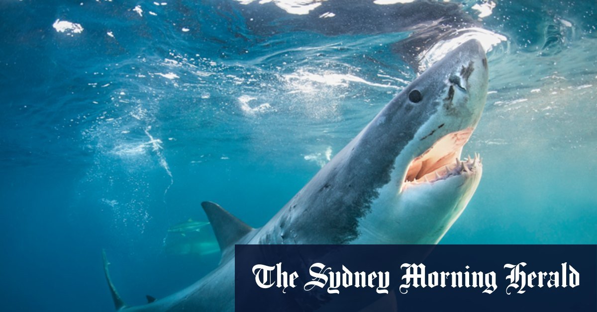 Scientists have tried a large white shark dna. Now we know how much Australian Beaches