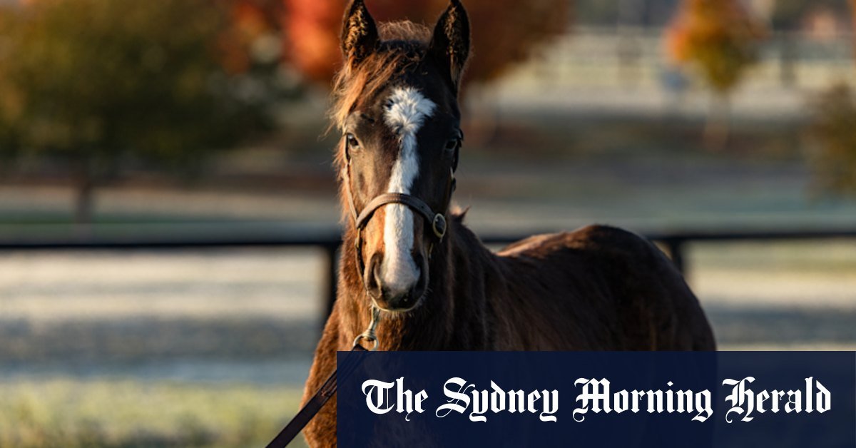 Winx's son could have a $ 20 million price tag