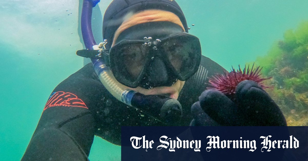 BOOM URCHIN could generate lucrative industry: Search