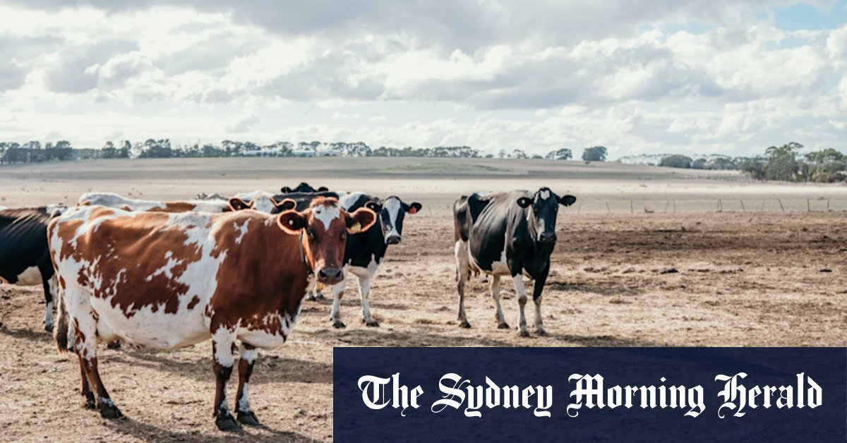Milk prices and butter to raise as the farmers weigh water
