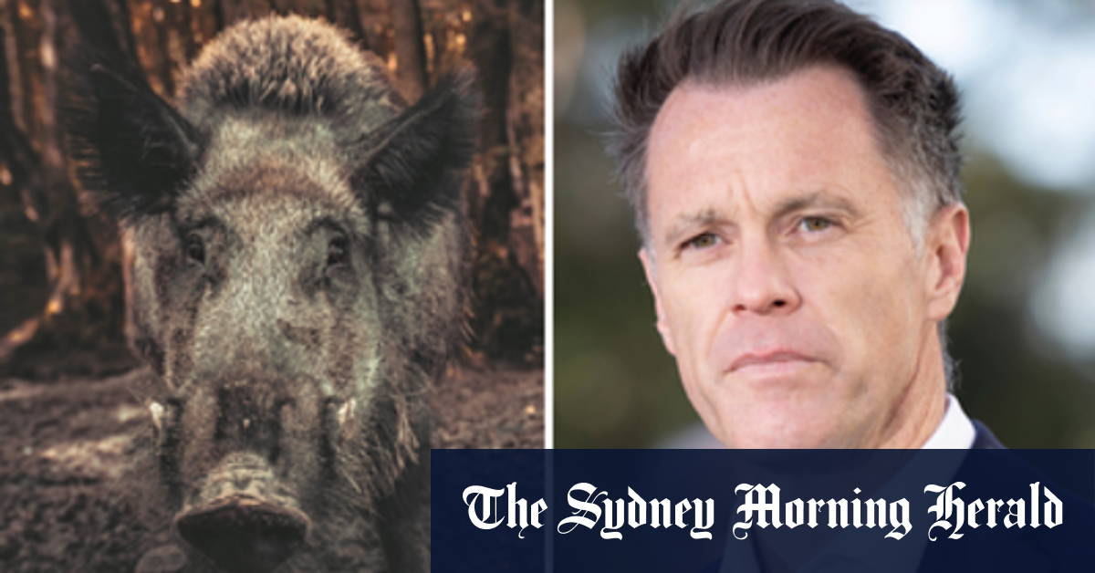Premier open the door on feral bottles. Now the shooter party requires a 'right to hunt'