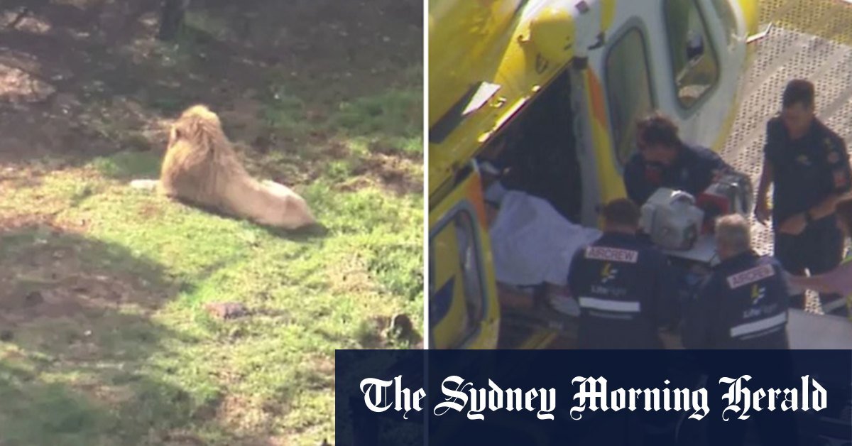 The woman looked at the keepers working when the lion attacked, darling