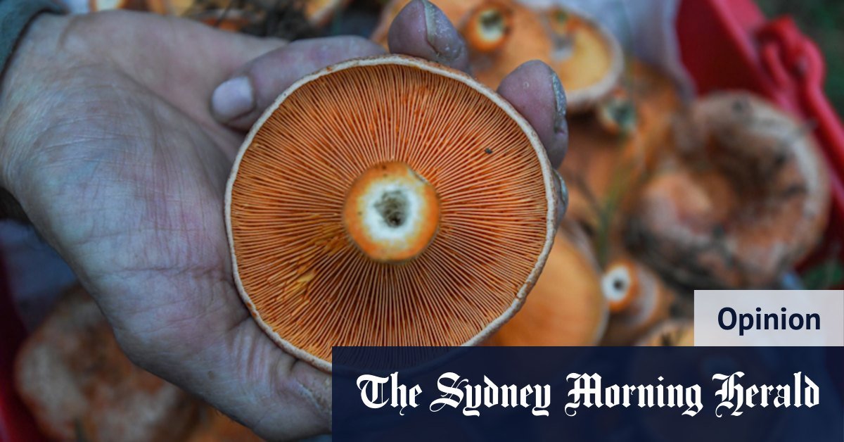 Because a good food has not published a mushroom recipe in months