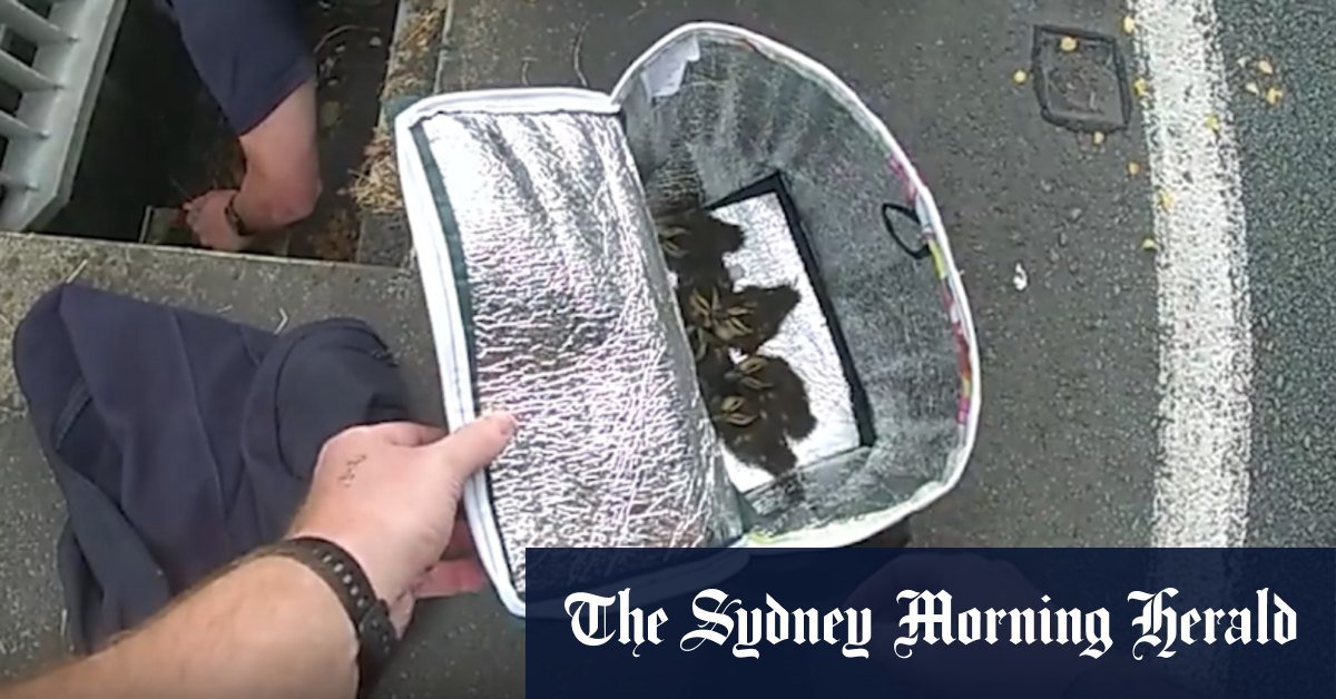The grisbane police case of the missing duck