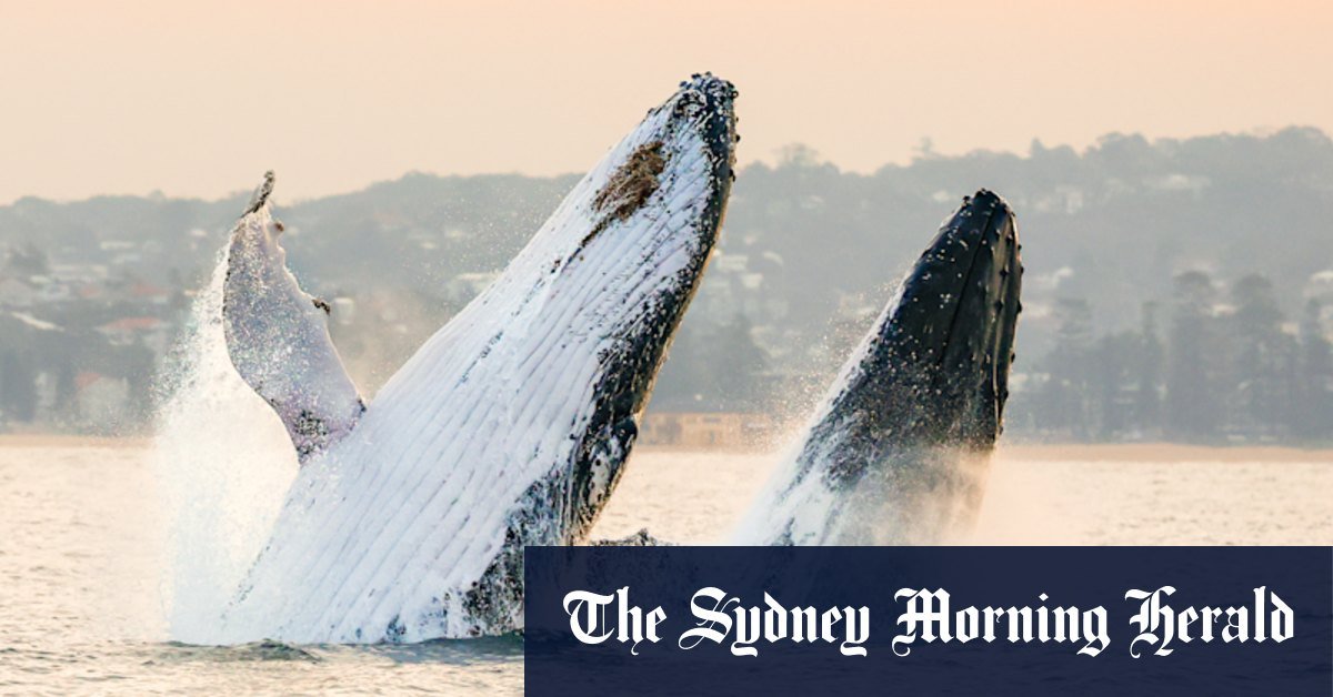 Bad whales advised to start first as the climate hastens migration change