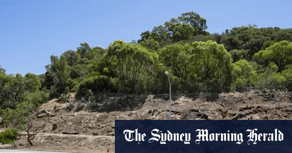Sydney Moreton Bay, Port Jackson Fig to risk of devasting devastation