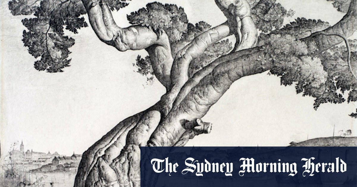 Shot-hole bathers place nsw trees at risk