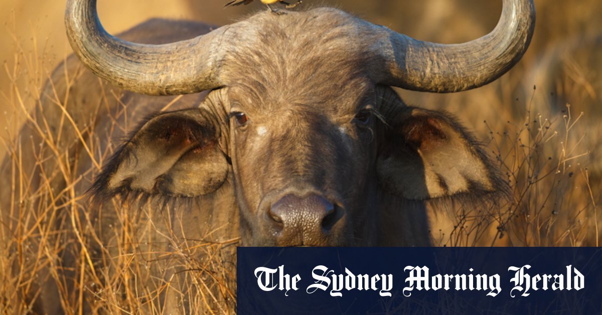 The Hunter of the US game's game killed by Buffalo was intended